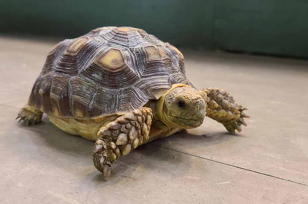 Sulcata Tortoise Facts
