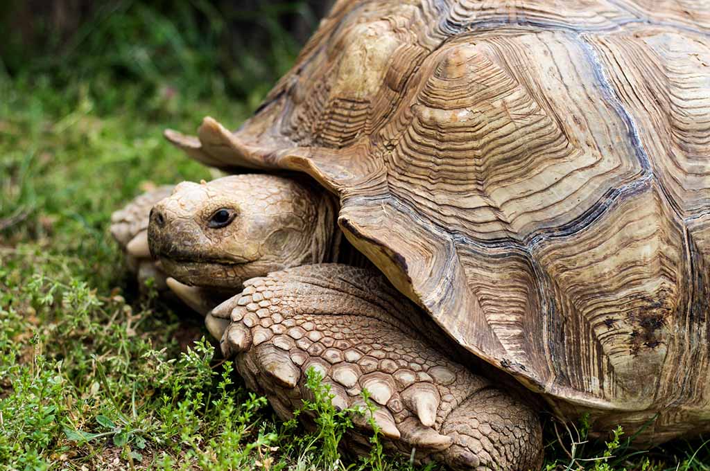 sulcata tortoise