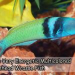 The Very Energetic Multicolored Bluehead Wrasse Fish