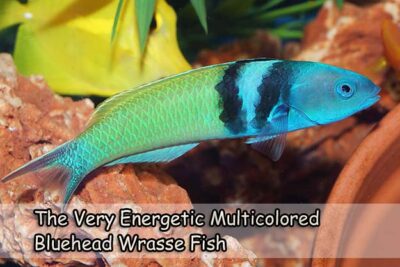 The Very Energetic Multicolored Bluehead Wrasse Fish
