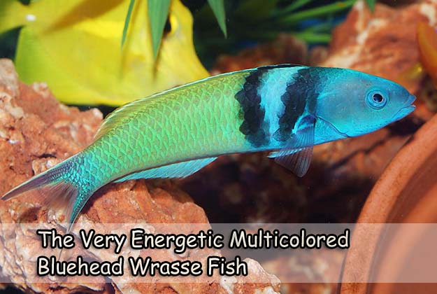 The Very Energetic Multicolored Bluehead Wrasse Fish