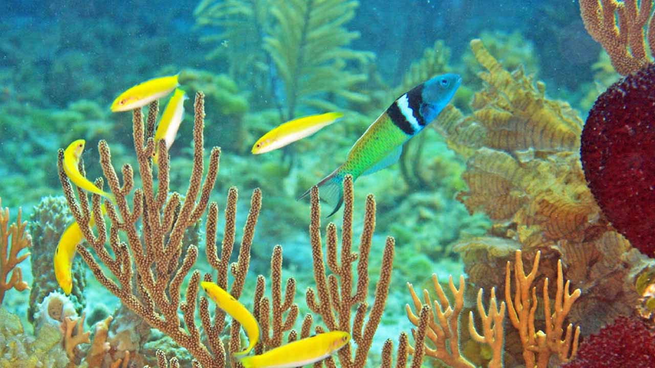 bluehead wrasse behavior