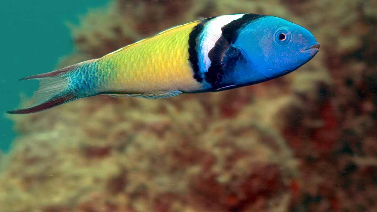 What do blue head wrasse eat