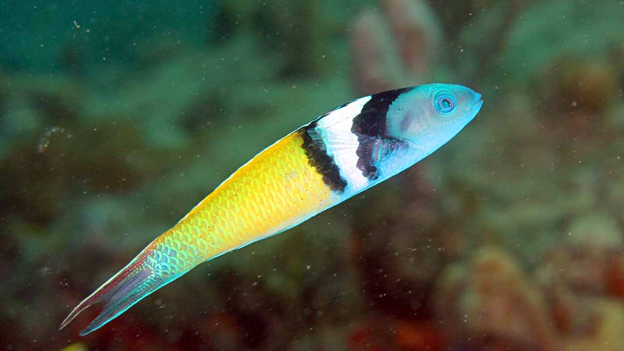 Bluehead Wrasse Fish