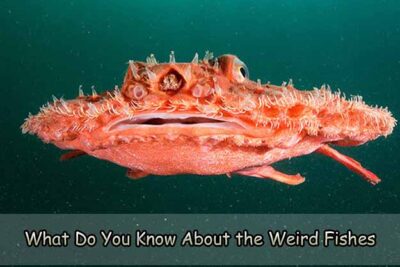 What Do You Know About the Weird Fishes