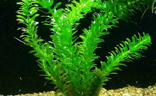 Anacharis (Elodea)