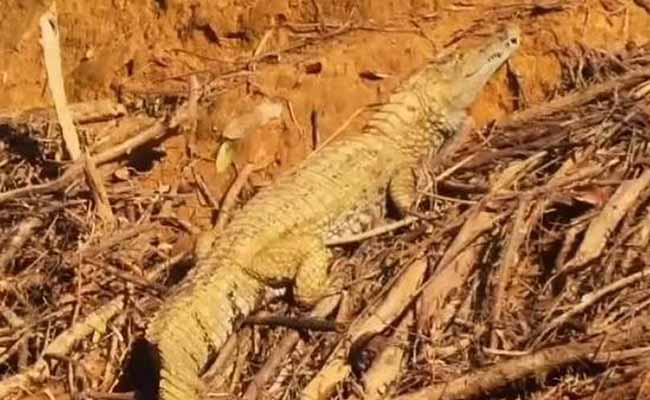 Apaporis Caiman (Caiman apaporisensis)