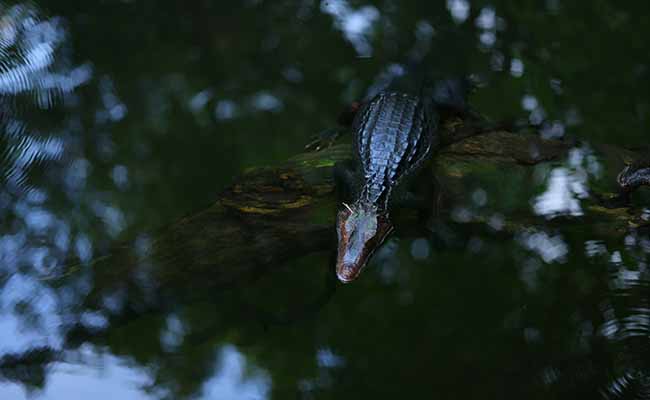 Black Caiman (Melanosuchus niger)