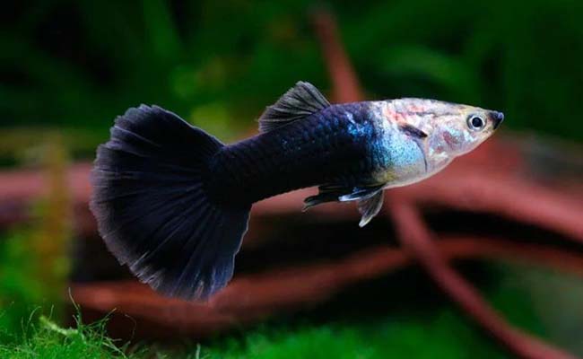 Black Guppy Fish