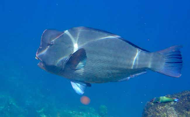 Blackchin Parrotfish (Sparisoma radians)