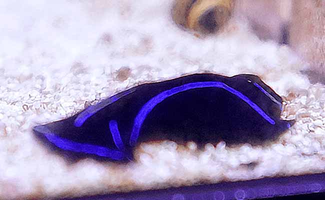 Blue Velvet Nudibranch