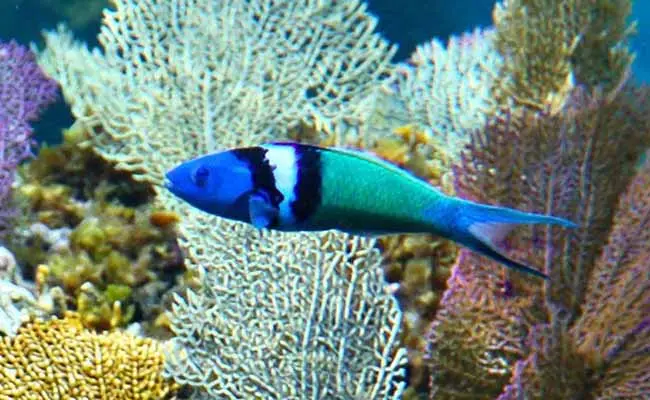 Bluehead Wrasse (Thalassoma bifasciatum)