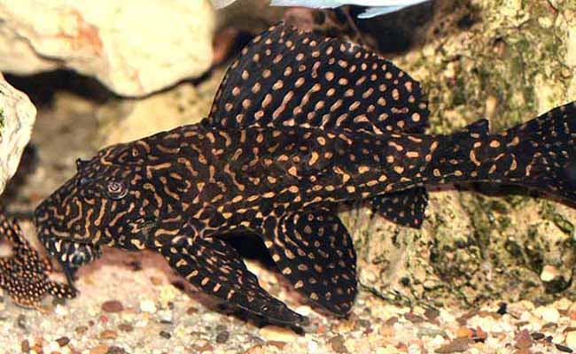 Bristlenose Pleco