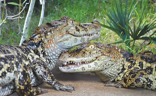 Broad-snouted Caiman (Caiman latirostris)