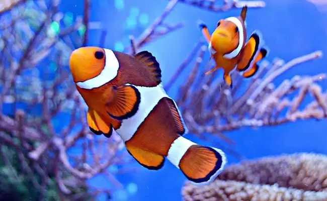 Clown Fish