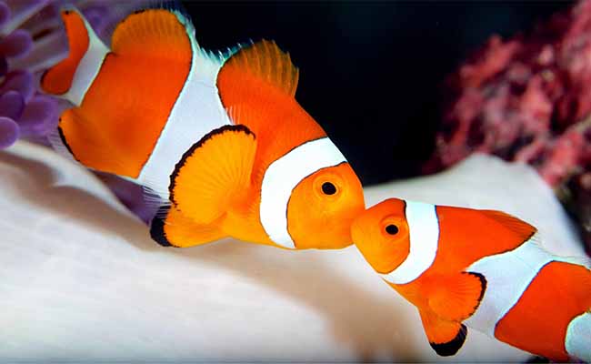 Clownfish