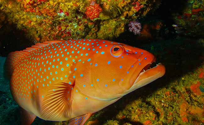 Coral Trout (Plectropomus leopardus)