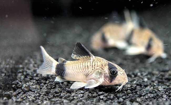 Corydoras Catfish