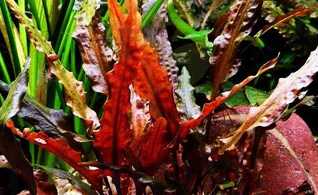 Cryptocoryne wendtii