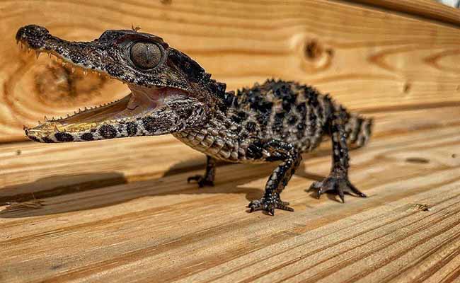 Cuvier's Dwarf Caiman (Paleosuchus Palpebrosus)