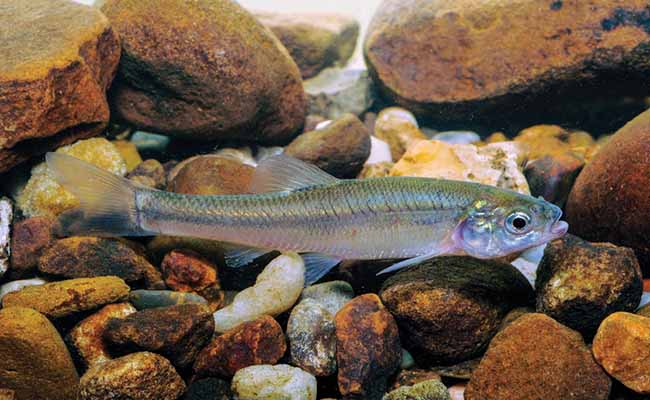 Fathead Minnow (Pimephales promelas)