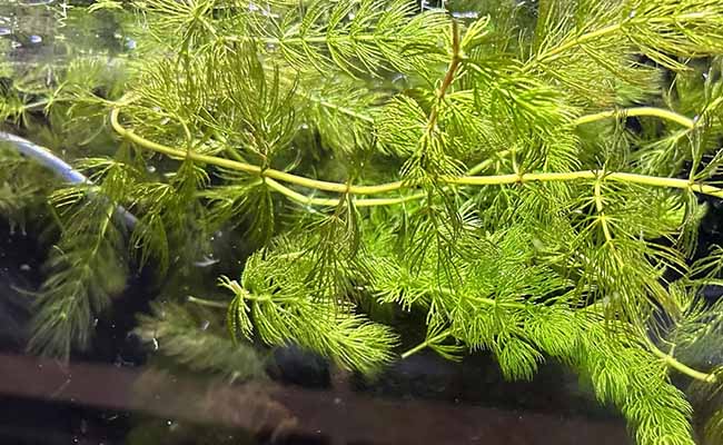 Hornwort (Ceratophyllum demersum)