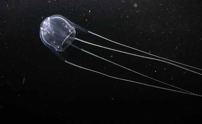 Irukandji Jellyfish