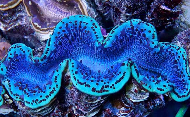 Maxima Clam