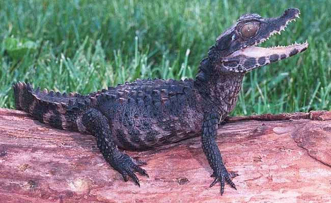 Müller's Dwarf Caiman (Paleosuchus trigonatus)