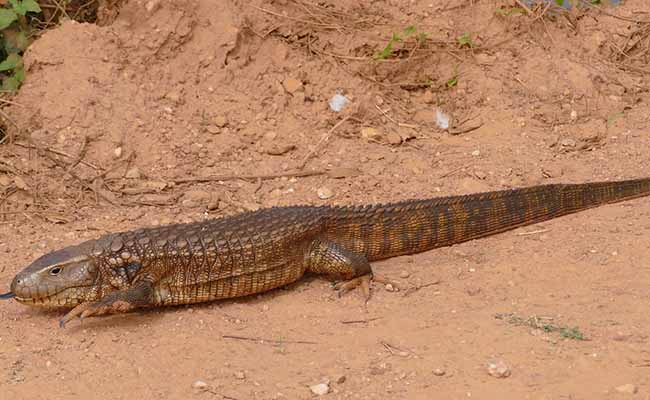 Paraguay Caiman (Caiman yacare)