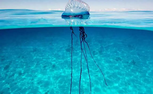 Portuguese Man o' War