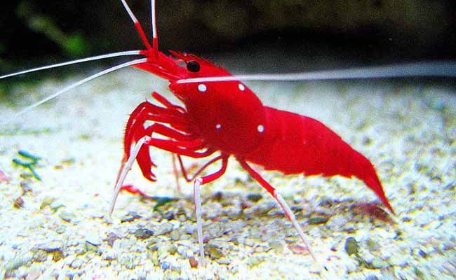 Red Fire Shrimp