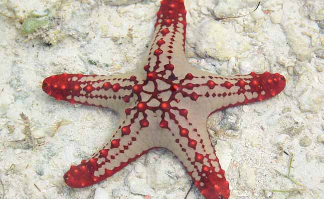 Red-Knobbed Sea Star