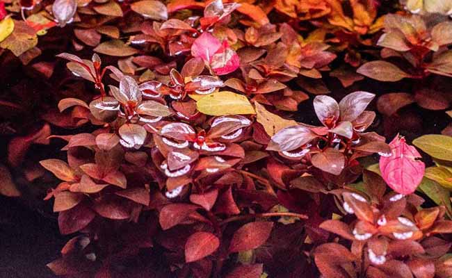 Red Ludwigia (Ludwigia glandulosa)