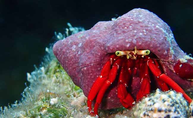 Red Scarlet Hermit Crab