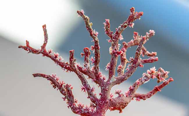 Sardinian coral