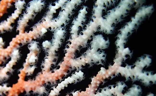 Shinkai precious corals