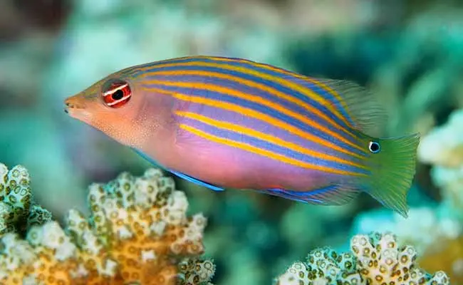 Sixstripe Wrasse (Halichoeres bathyphilus)