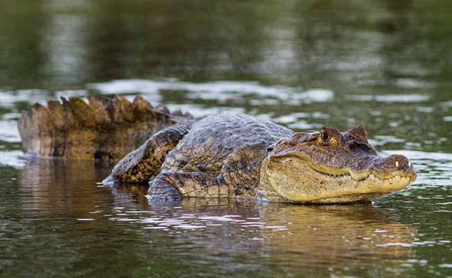 Spectacled Caiman (Caiman crocodiles)