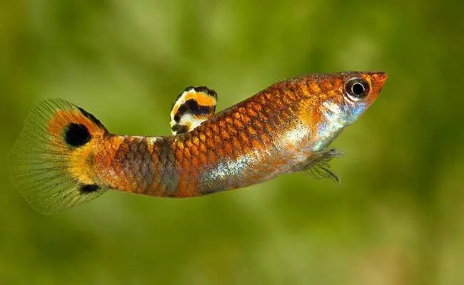 Swamp Guppy