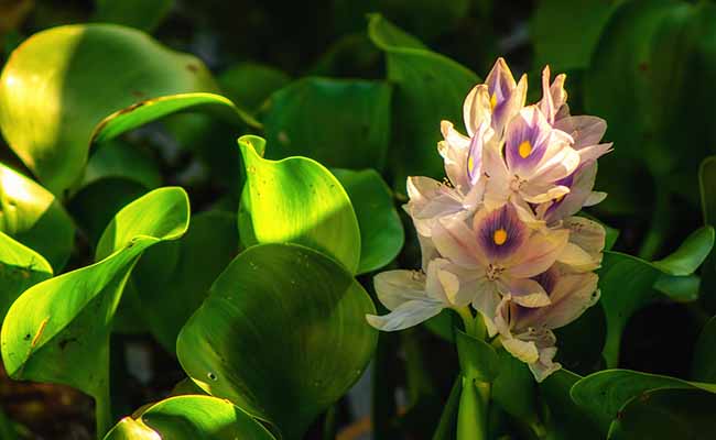 Water Hyacinth (Eichhornia crassipes)