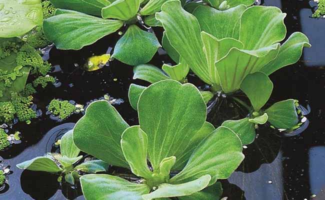 Water Lettuce (Pistia stratiotes)