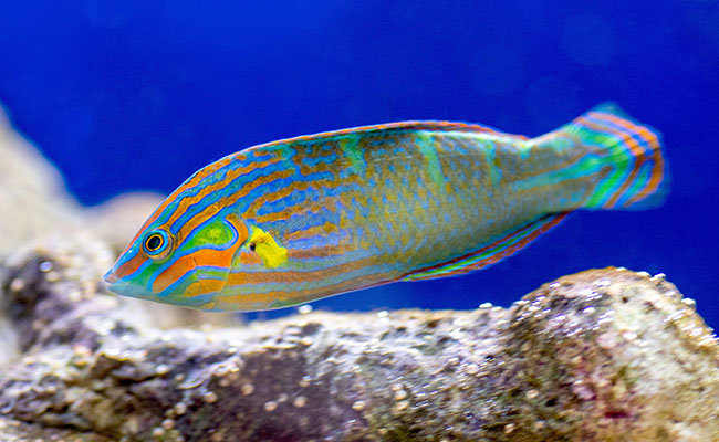 Wrasses