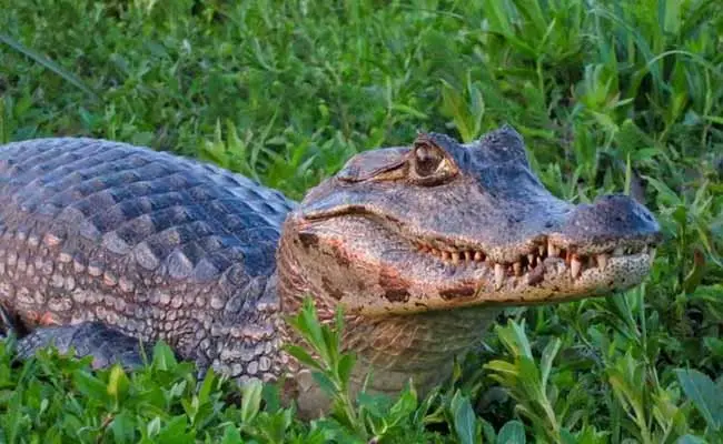 Yacare Caiman (Caiman yacare)