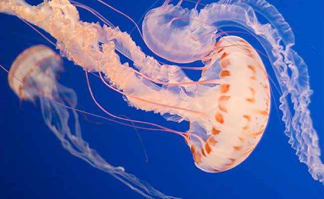 Atlantic Sea Nettle (Chrysaora quinquecirrha)