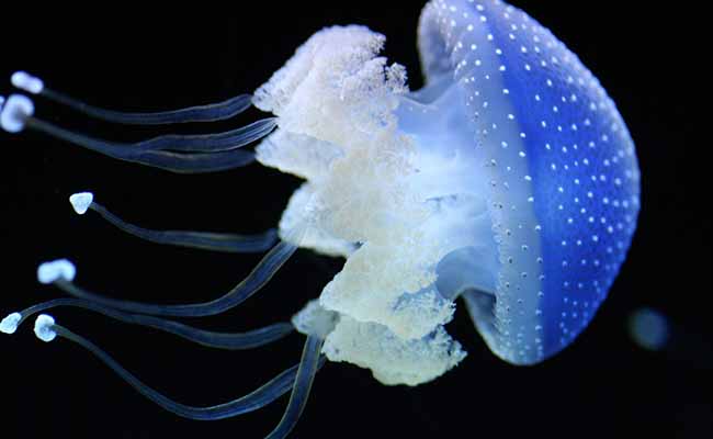 Blubber Jellyfish (Catostylus Pingue)