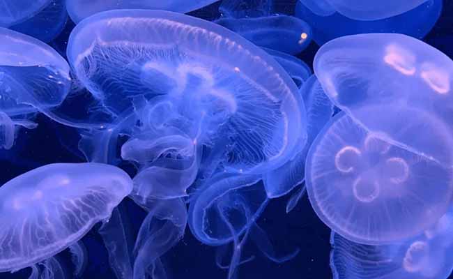 Moon Jellyfish (Aurelia Aurita)