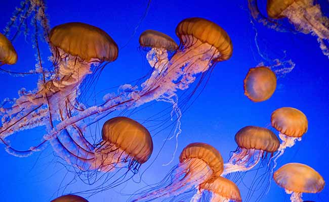 Pacific Sea Nettle (Chrysaora pacifica)