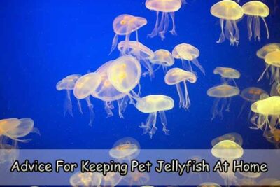 Advice For Keeping Pet Jellyfish At Home