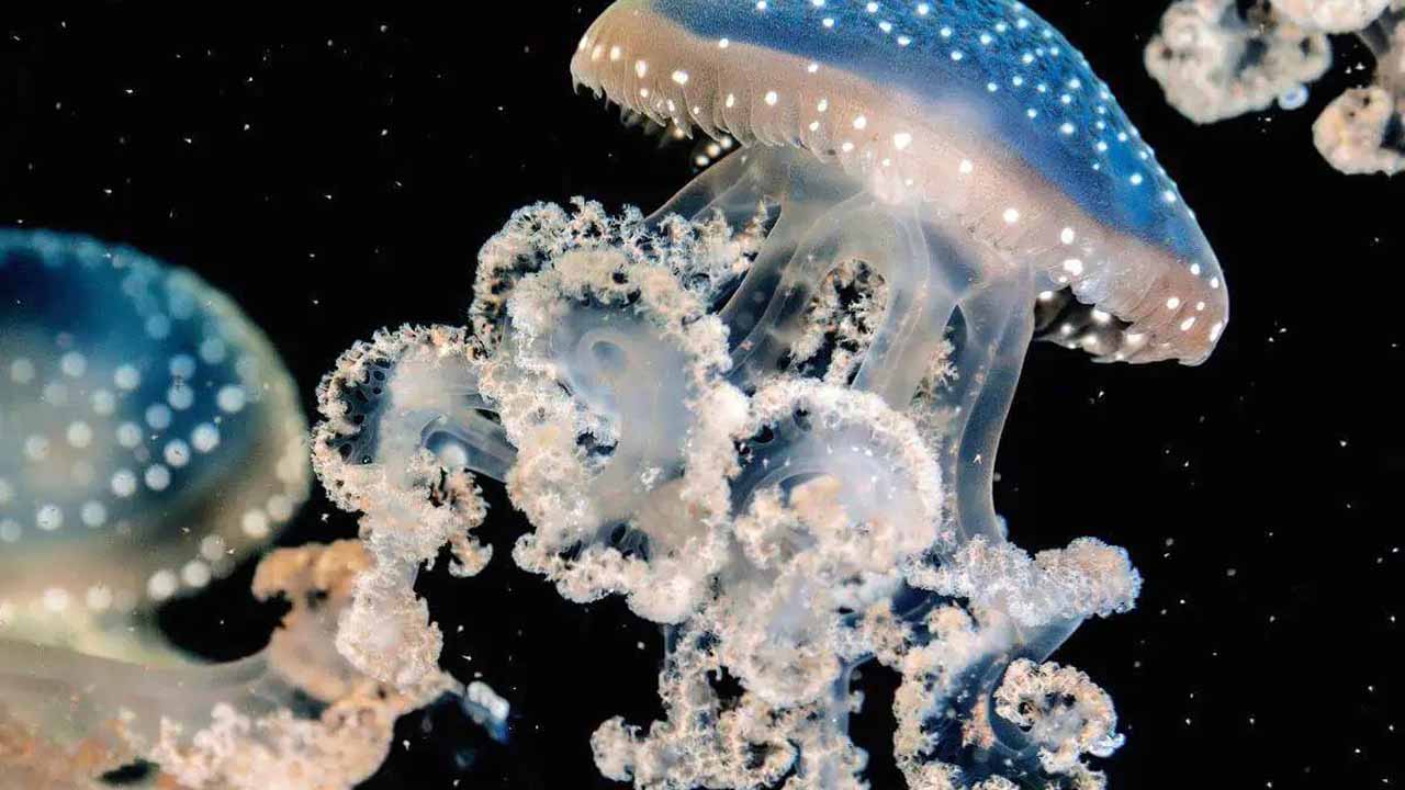 jellyfish species